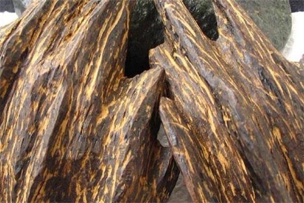 沉香知识鉴别：“虫漏”沉香的特点
