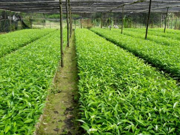 图文│沉香树苗的种植结香技术