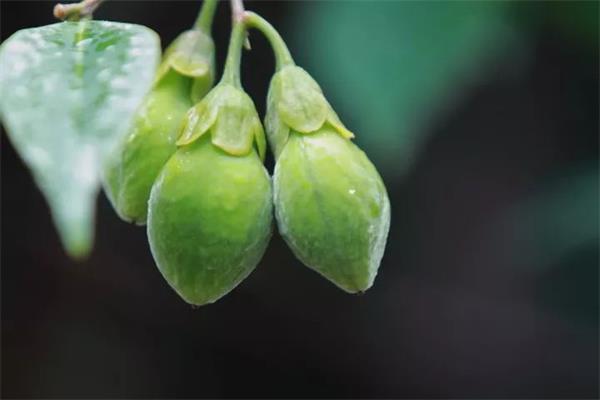 沉香结香过程中，影响其味道醇化的因素有哪些？